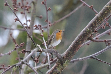 Nature branch bird wing Photo