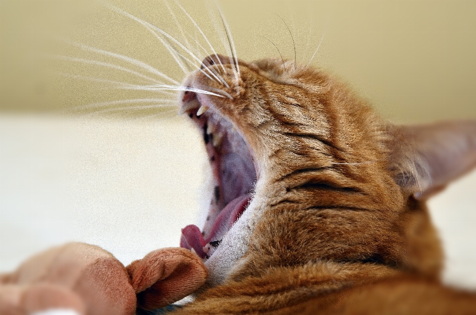 動物 子猫 猫 ネコ科の