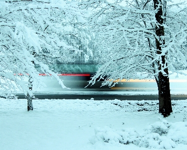 木 ブランチ 雪 冬 写真