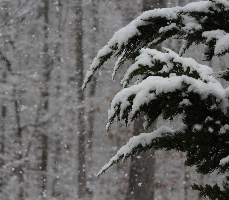 Baum zweig schnee kalt