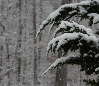 Foto Albero ramo nevicare freddo