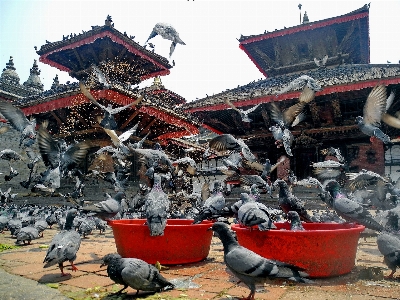 建築 飛行 餌 大きい 写真