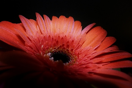 Foto Natureza plantar fotografia flor