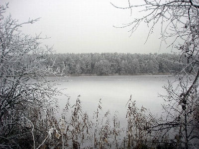 Landscape tree water nature Photo