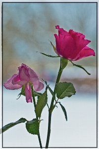 Nature blossom winter plant Photo