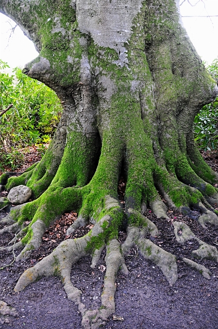 Tree nature forest branch