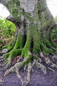 Tree nature forest branch Photo