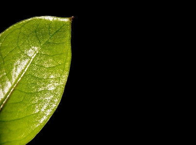 Nature plant photography sunlight Photo