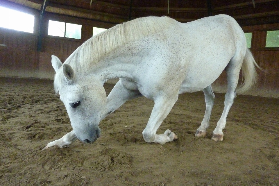 Animal macro pâturage
 cheval