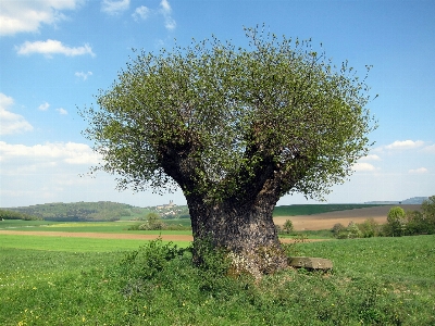 Foto Paesaggio albero natura erba