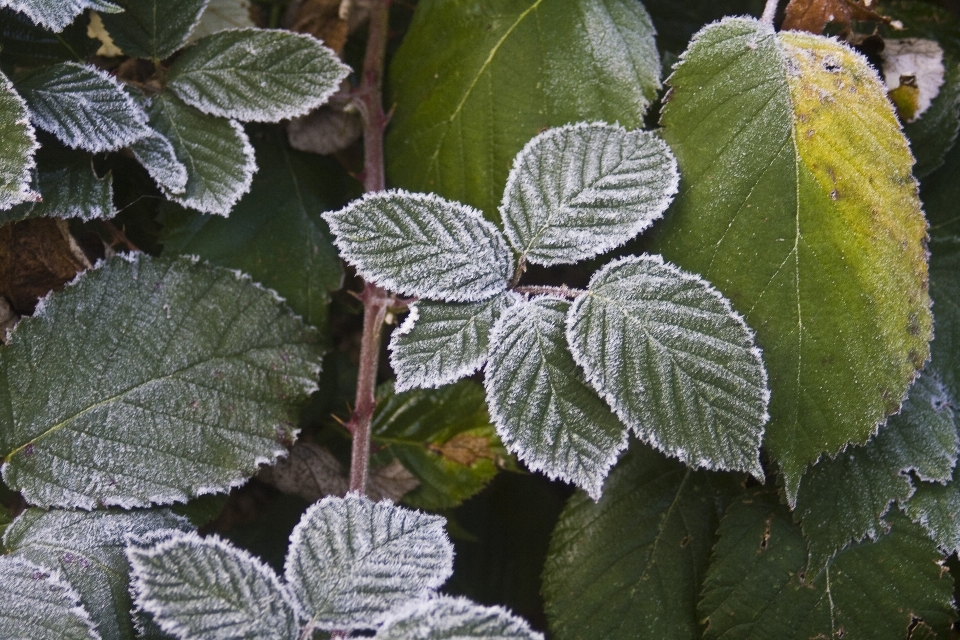 Frío planta hoja flor