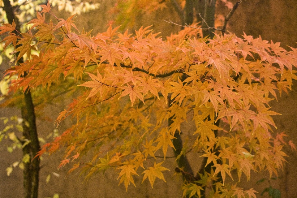 树 分支 书 植物