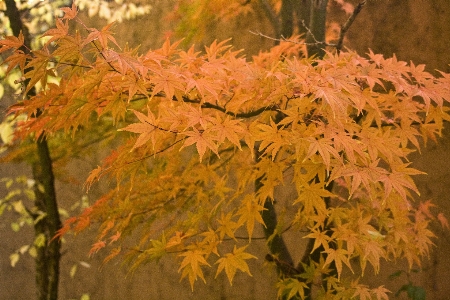 Tree branch book plant Photo