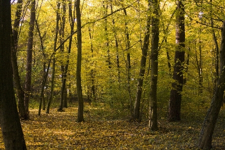 Tree forest wilderness branch Photo