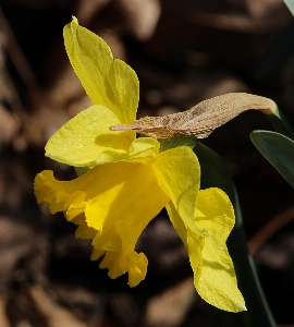 Blossom plant photography leaf Photo