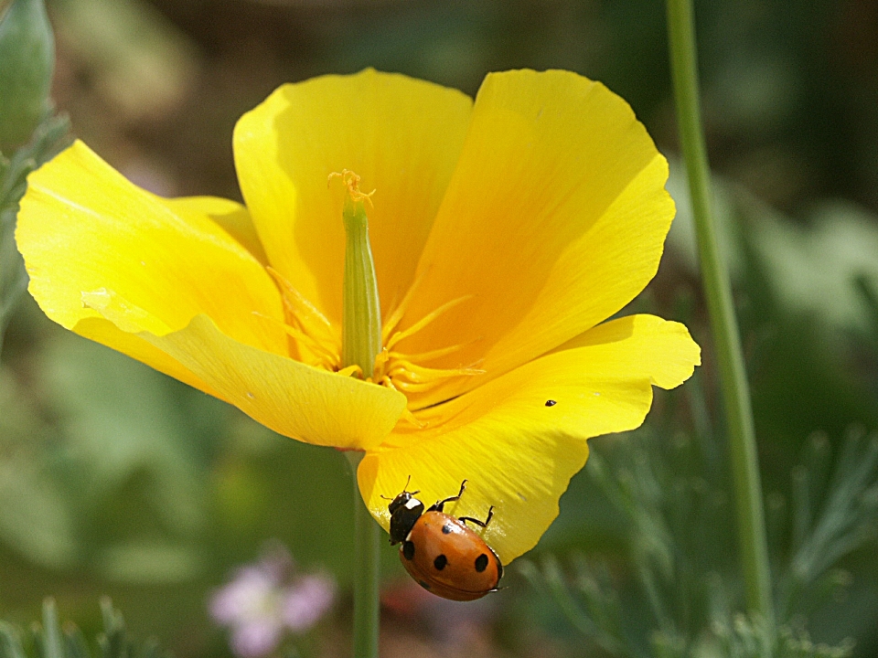 Naturaleza planta prado
 flor