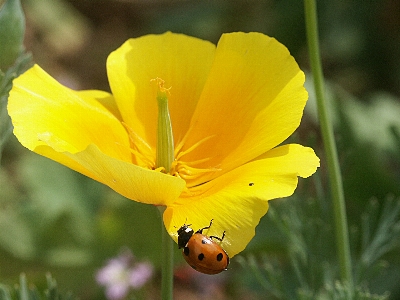 Nature plant meadow flower Photo