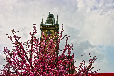 Tree blossom plant sky Photo