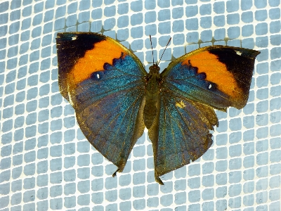 Wing leaf fly orange Photo