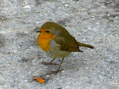 Nature bird wildlife beak Photo