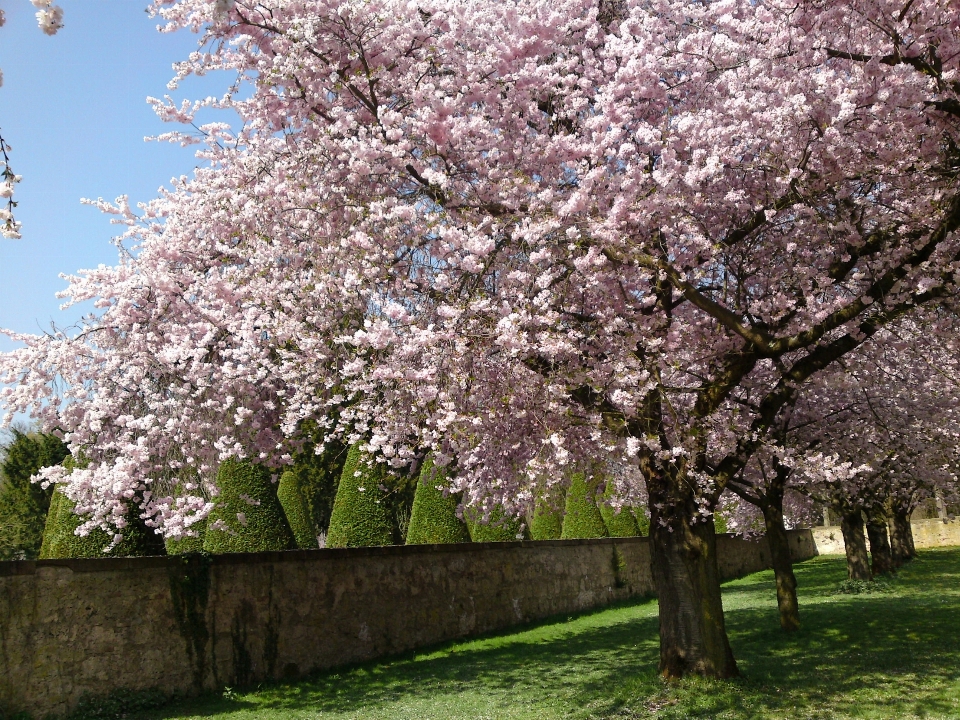 Albero natura ramo fiore