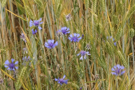 Foto Grama plantar campo prado
