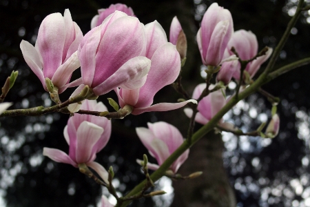 Zweig blüte anlage blume Foto