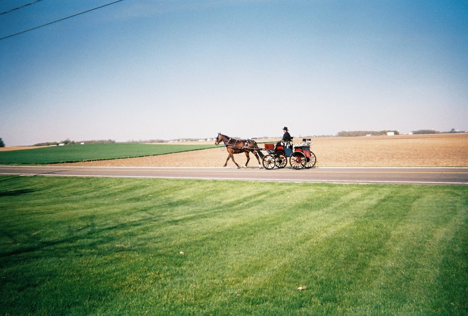 Landscape grass horizon structure