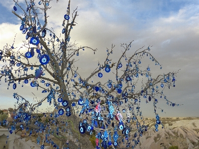 Tree branch blossom snow Photo