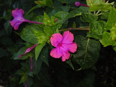 Nature blossom plant flower Photo