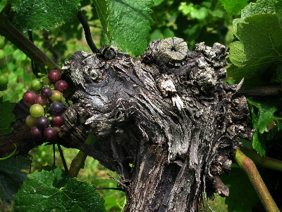 Tree nature branch plant Photo