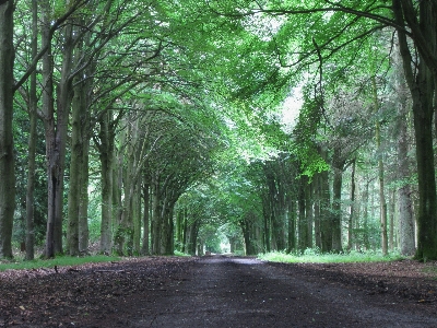 Tree nature forest path Photo