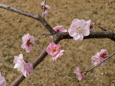 ブランチ 花 植物 芝生 写真