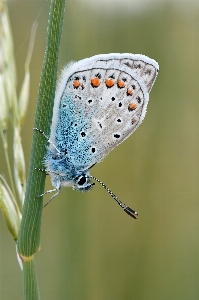 Foto Natureza asa fotografia folha