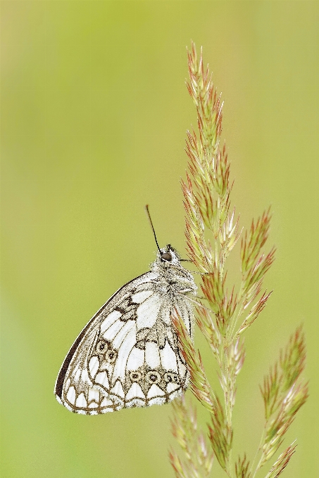 Natura trawa oddział skrzydło