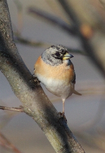 Nature branch bird wildlife Photo