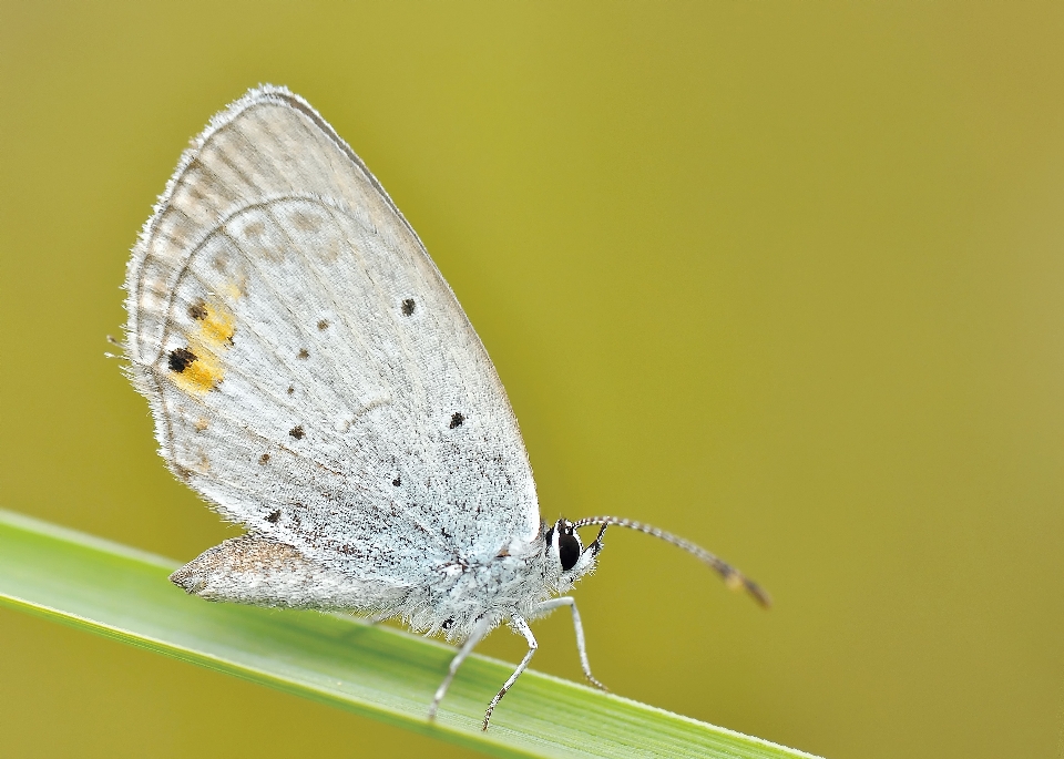 Natura skrzydło fotografia owad