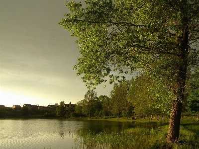 Landscape tree water nature Photo