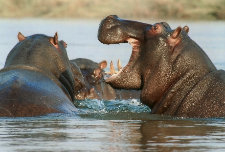 Water nature animal river Photo