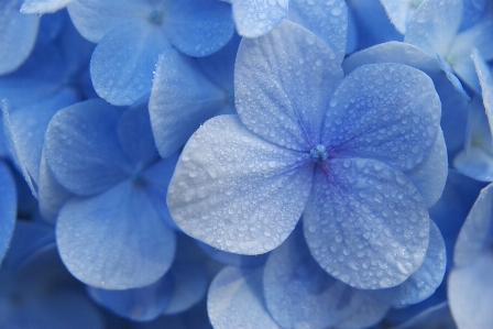 Plant flower petal blue Photo