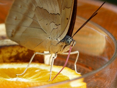 Liquid wing orange tropical Photo