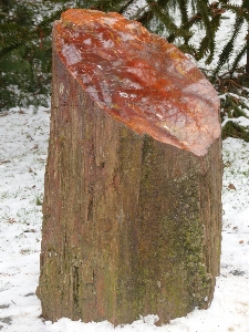 Tree wood trunk log Photo