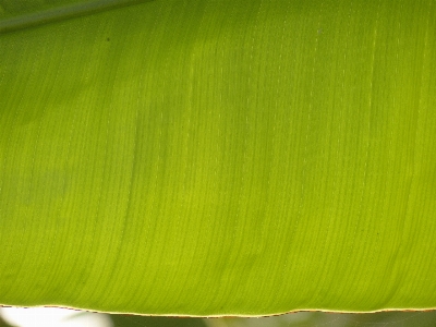 Grass plant leaf flower Photo