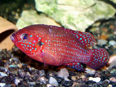 Foto Animais selvagens embaixo da agua jardim zoológico biologia