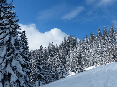 Landscape tree forest wilderness Photo