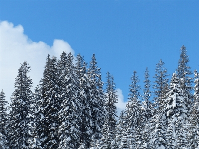 Landscape tree forest branch Photo