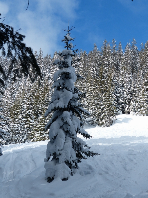 Paisagem árvore floresta neve