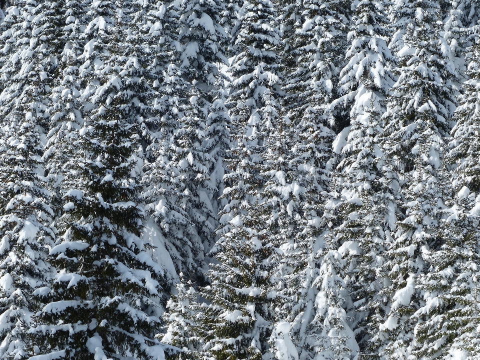 Landschaft baum wald zweig