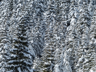 Landscape tree forest branch Photo