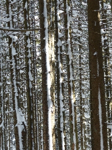 Photo Paysage arbre nature forêt